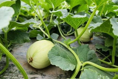 巴彦吃瓜团,揭秘网络热点的幕后故事