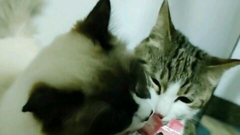 布偶吃贝贝瓜,一场甜蜜的邂逅