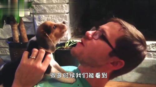 狗狗打架吃瓜视频播放,吃瓜群众围观这场热血沸腾的“狗界争霸”