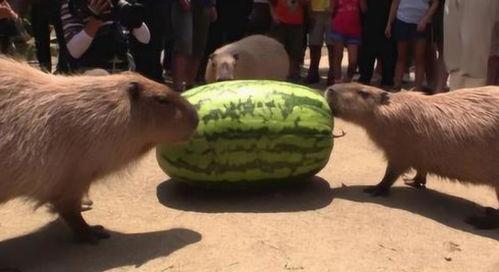 水豚吃瓜王者,揭秘水豚吃瓜王者传奇