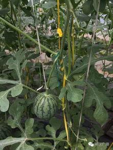 瓜田小刀吃瓜,揭秘吃瓜群众的趣味生活