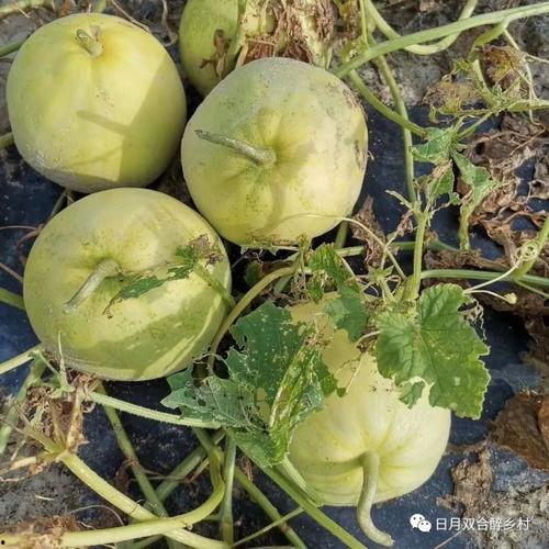 丝芭吃瓜线,揭秘娱乐圈背后的风云变幻