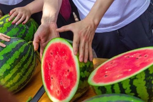 圣翰学校吃瓜,揭秘校园里的“瓜田”风云