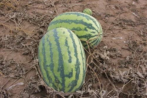 王小瓜请你吃瓜