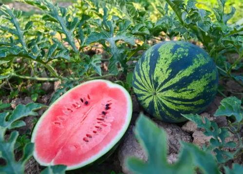 河南林州吃瓜,探寻河南林州特色美食之旅