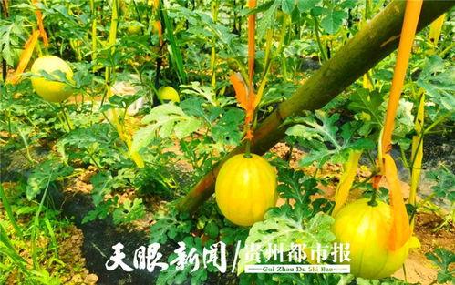 贵阳吃瓜曝光,揭秘网络热议背后的真相与反思