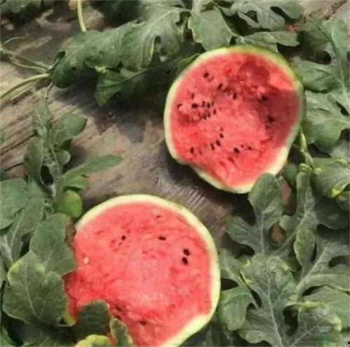 韩国吃麒麟瓜,麒麟瓜的独特风味之旅