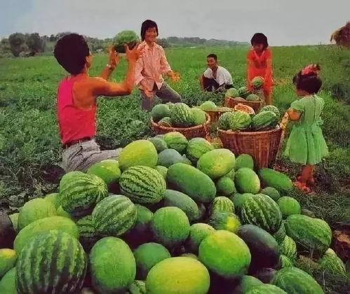 吃瓜都有什么,揭秘吃瓜背后的趣味与真相