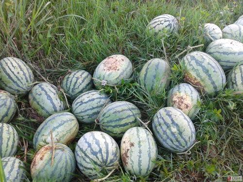 怎么吃最甜的瓜,揭秘怎么吃最甜的瓜