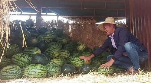 瓜农和吃瓜群众,共绘夏日田园生活画卷