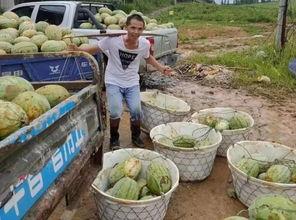 瓜农和吃瓜群众,共绘夏日田园生活画卷