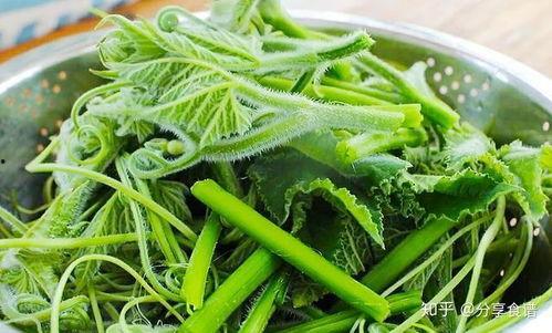 瓜尖怎么吃最好