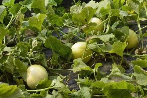 乐见吃瓜,揭秘娱乐圈幕后故事