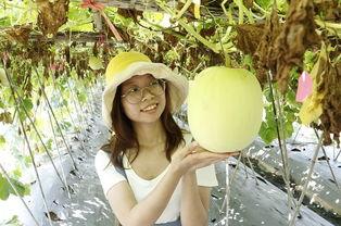 天气晴朗吃瓜,夏日晴朗的悠闲时光