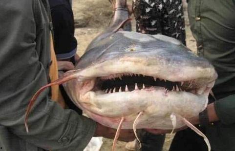 吃瓜的鱼图片,揭秘水族界的美食家