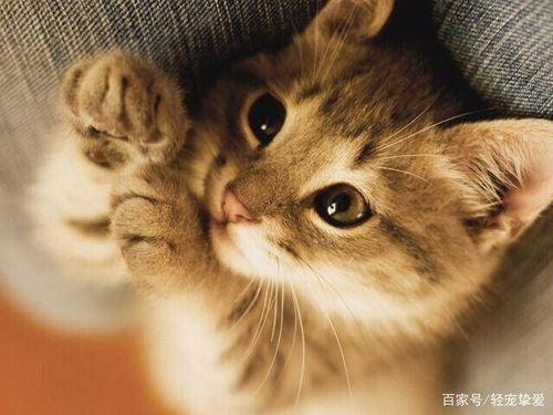 小猫吃瓜蜜瓜会死吗视频,揭秘瓜果安全食用指南