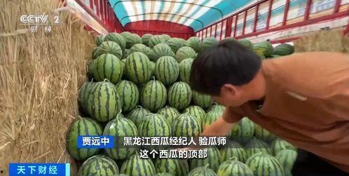 导管吃瓜,揭秘新型娱乐潮流背后的科技与生活