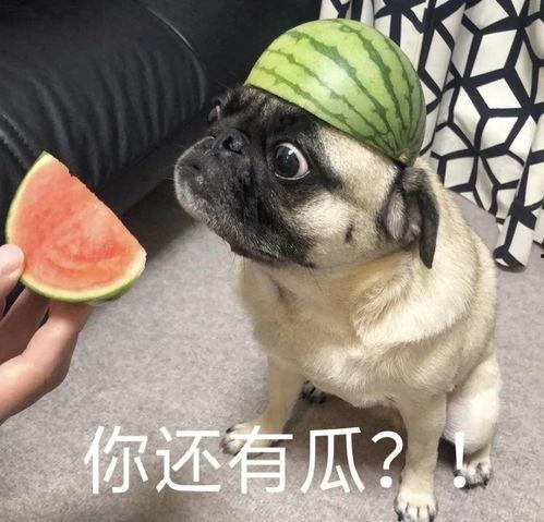 吃瓜言论,围观背后的社会心理与舆论场