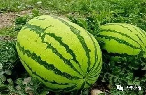 杜总吃瓜,揭秘娱乐圈幕后风云