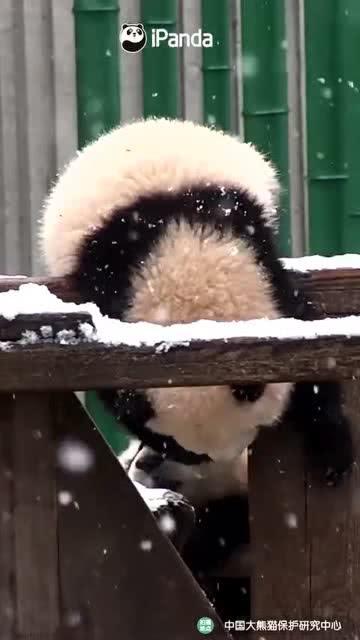 吃瓜小熊boy